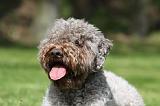 LAGOTTO 051